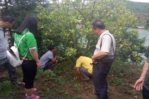 站长带领下橘园对症下药