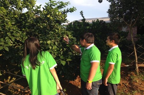 队员下橘园看橘树